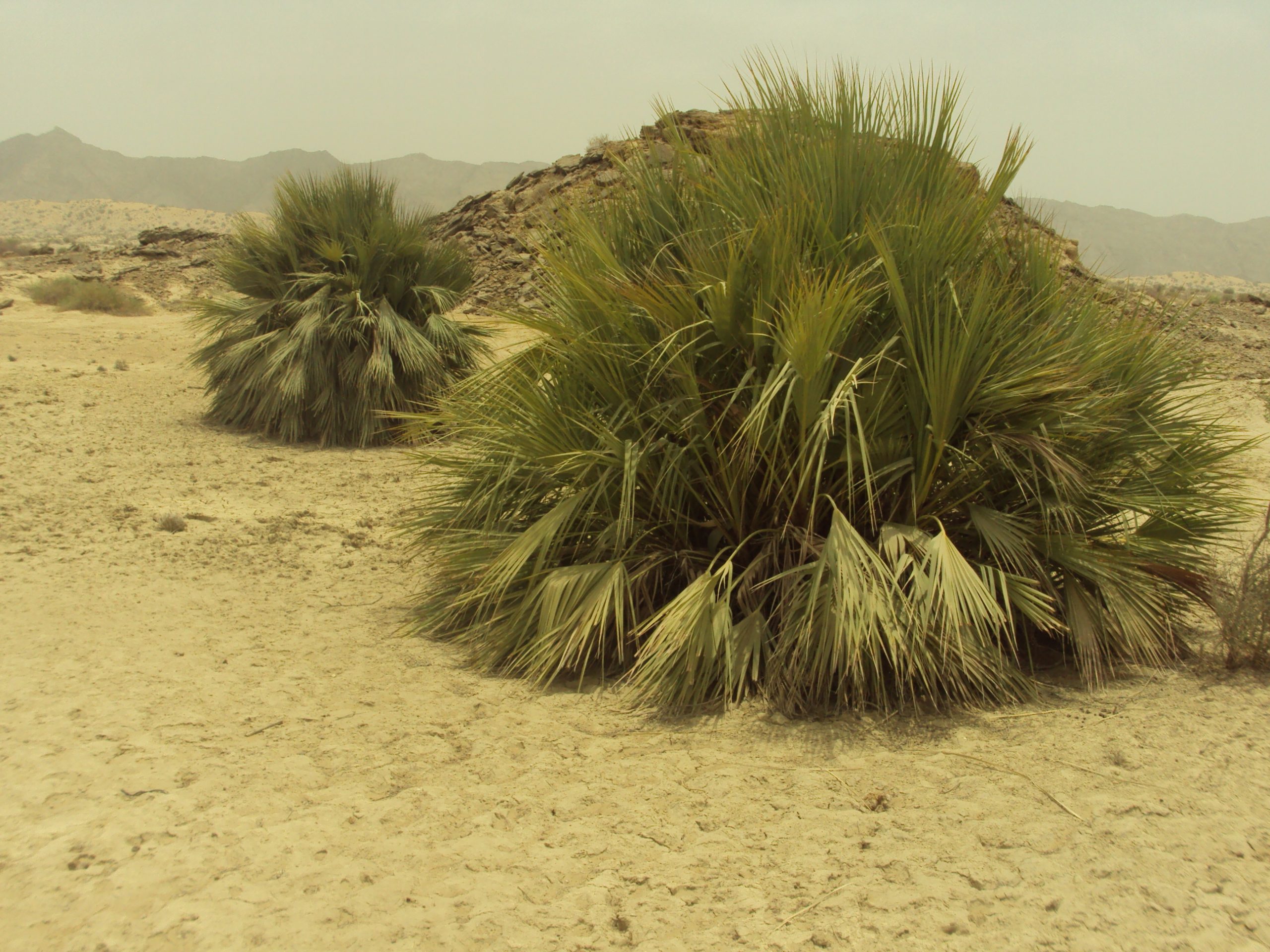 Status of Dwarf palm (Nannorrhops ritchieana) in Karak (Thesis) - Forestrypedia