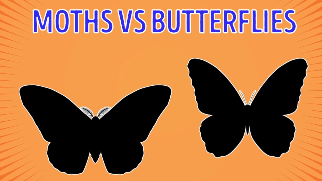 Moths Vs Butterflies - Forestrypedia