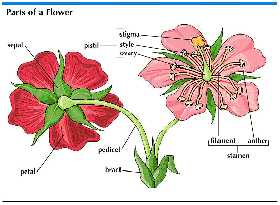 Flower - Parts of Flower - Forestrypedia