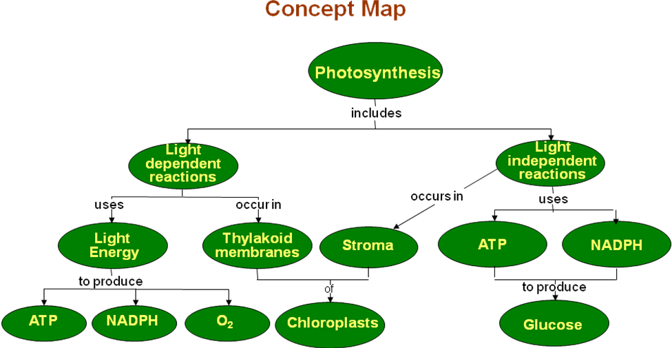 Stages of Photosynthesis - Forestrypedia