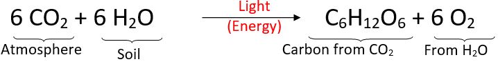 Photosynthesis equation - Forestrypedia