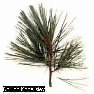 Pine Needles - Forestrypedia