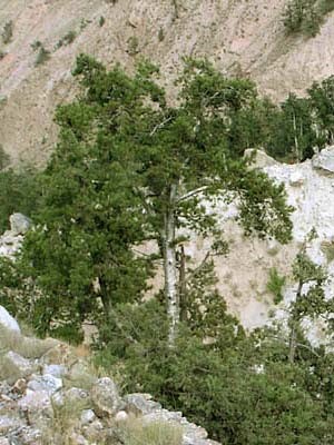 Status of Pinus Gerardiana in District Zhob (Thesis) - Forestrypedia