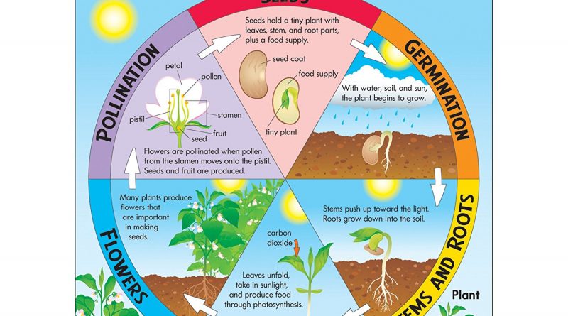 Plant Life Cycle (Term Paper) - Forestrypedia