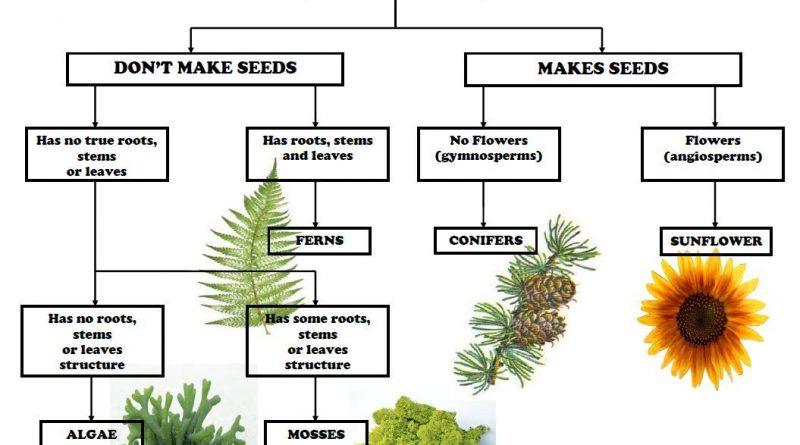 Short Notes Plant Taxonomy - Forestrypedia