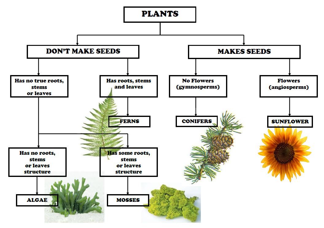 plant taxonomy research paper topics
