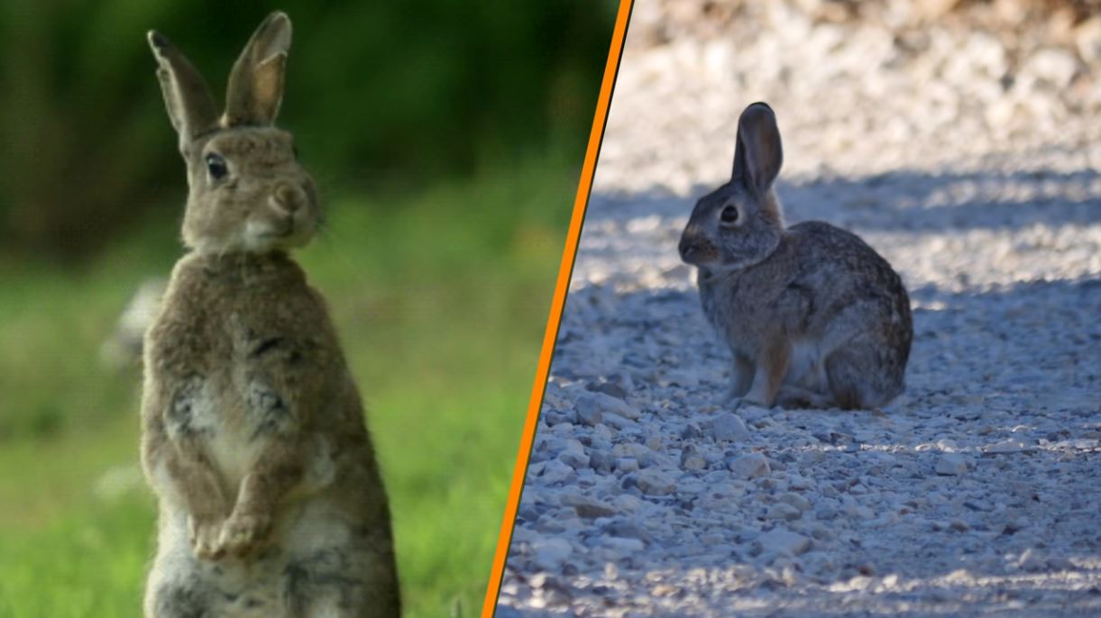 Rabbits Vs Hares - Forestrypedia