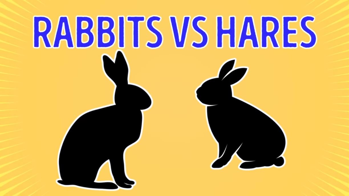 Rabits Vs Hares - Forestrypedia