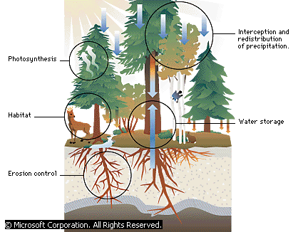 Water Yield - Forestrypedia