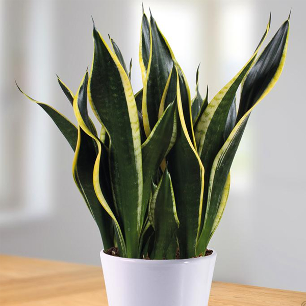 Sansevieria trifasciata - Mother in law Tounge Plant - Forestrypedia