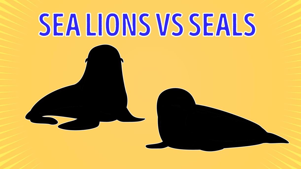 Sea Lions Vs Seals - Forestrypedia