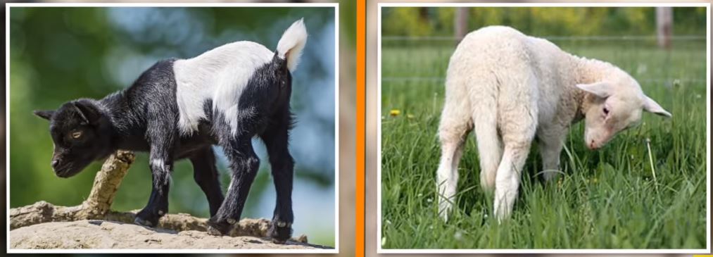 Sheep Vs Goats 3 - Forestrypedia