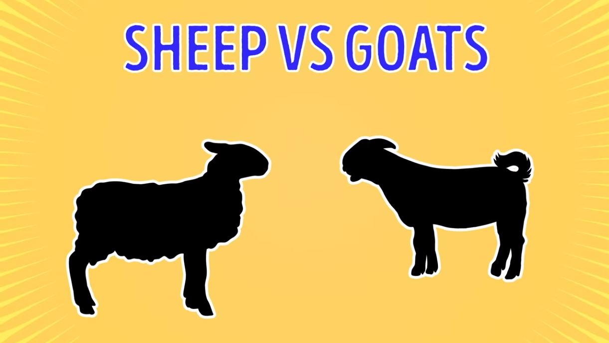 Sheep Vs Goats - Forestrypedia