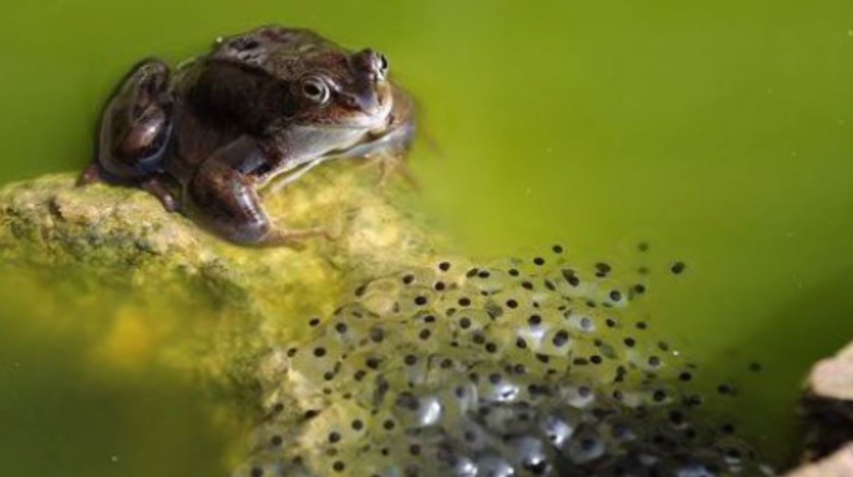Toad Eggs - Forestrypedia