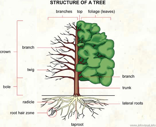 Tree Morphology (Seminar) - Forestrypedia