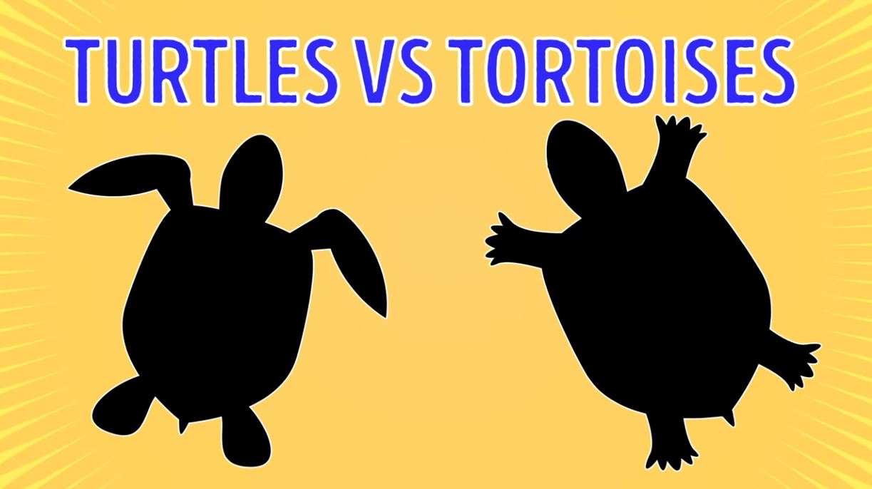 Turtles Vs Tortoises - Forestrypedia
