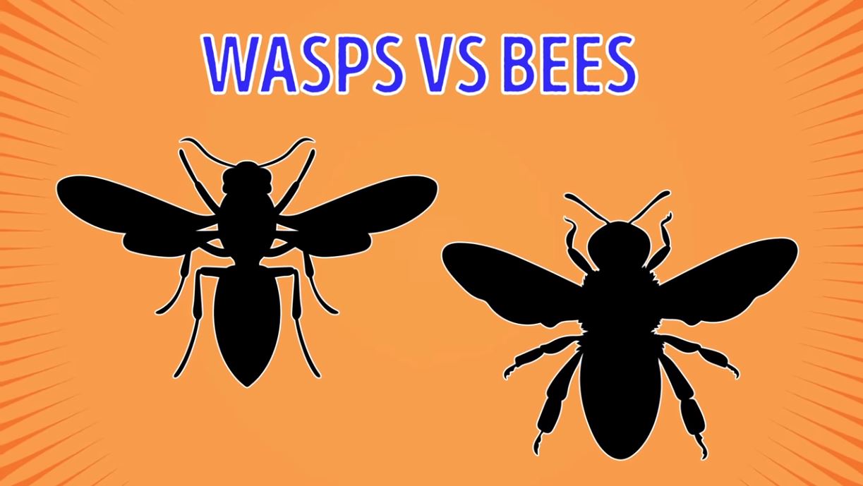 Wasps Vs Bees - Forestrypedia