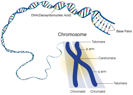 chromosome-forestrypedia
