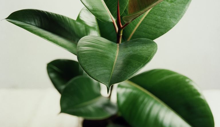 rubber-plant-ficus-elastica-forestrypedia - Plants that will Keep Your Home Office Room Cool