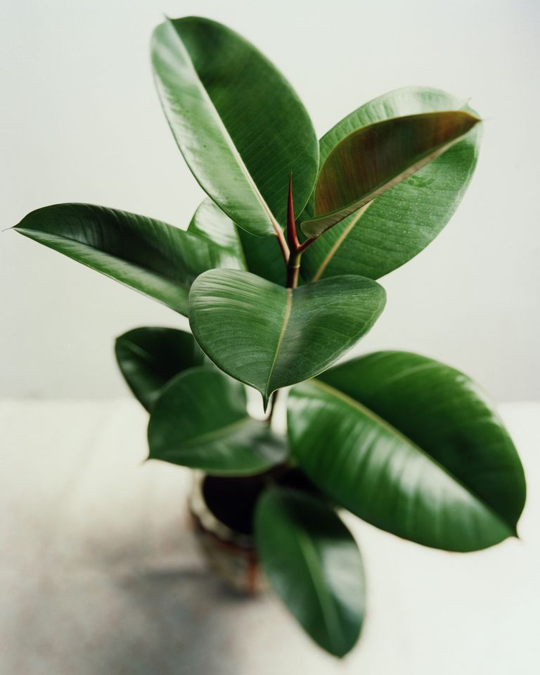 rubber-plant-ficus-elastica-forestrypedia
