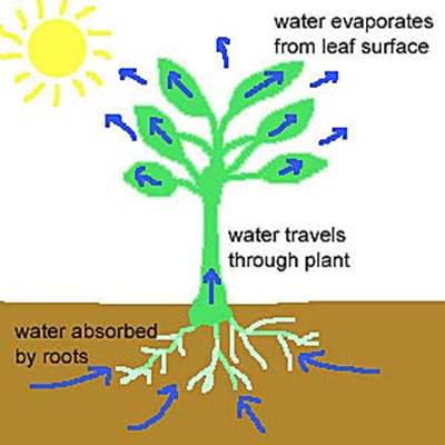 Role of Water in Plants - Forestrypedia.com