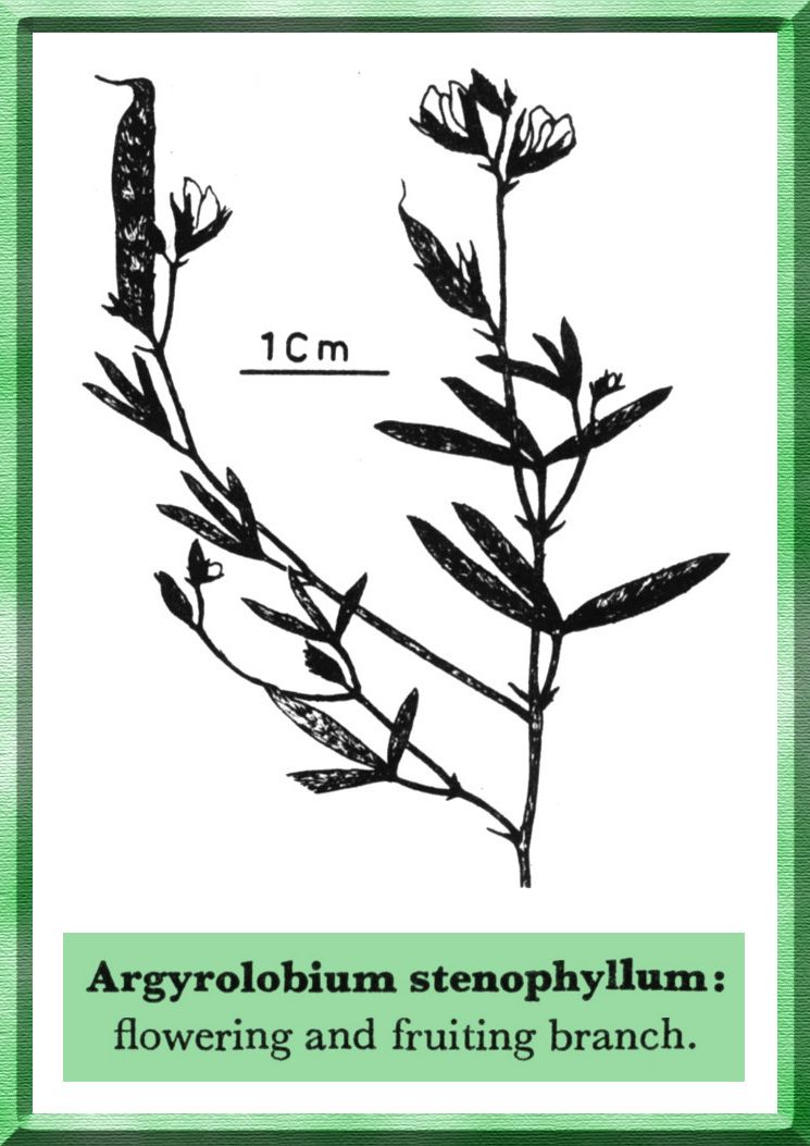 Argyrolobium stenophyllum illustration - Forestrypedia