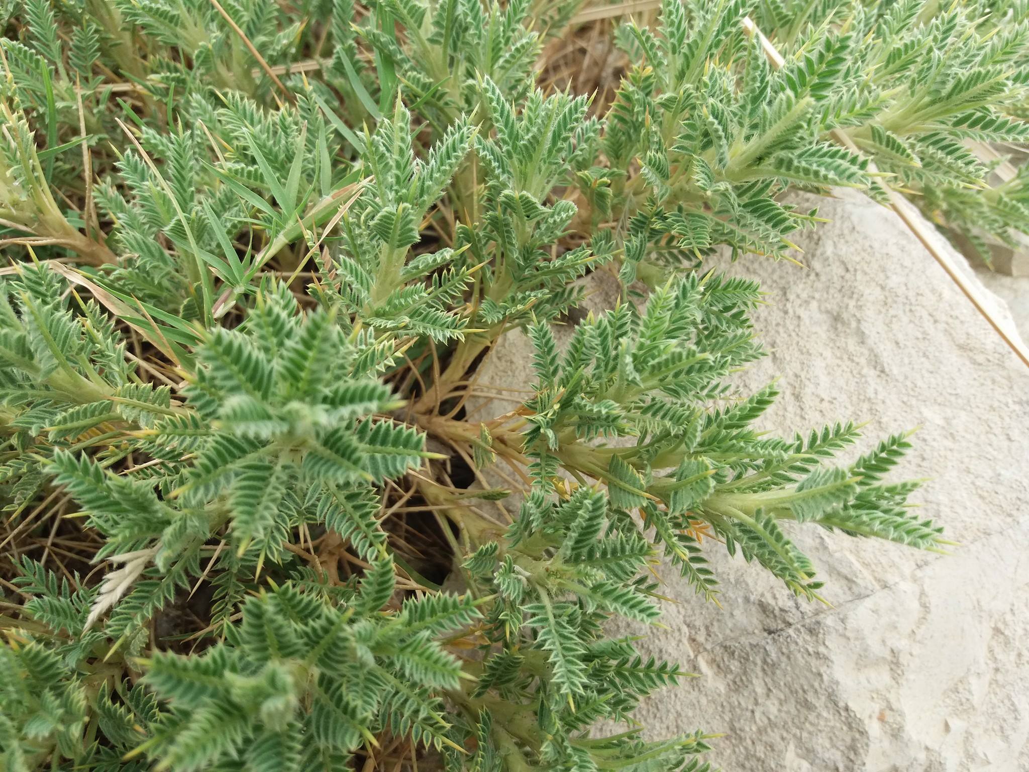 Astragalus hemsleyi