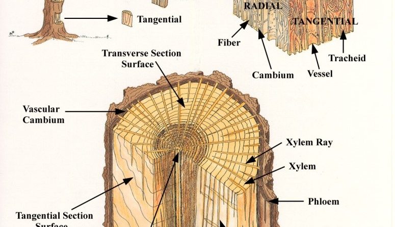 Softwoods, Hardwoods, Sapwood, Pits, Fiber, Parenchyma, Tyloses, Resin Canal, Grain, Texture, Figure Fiber - Forestrypedia