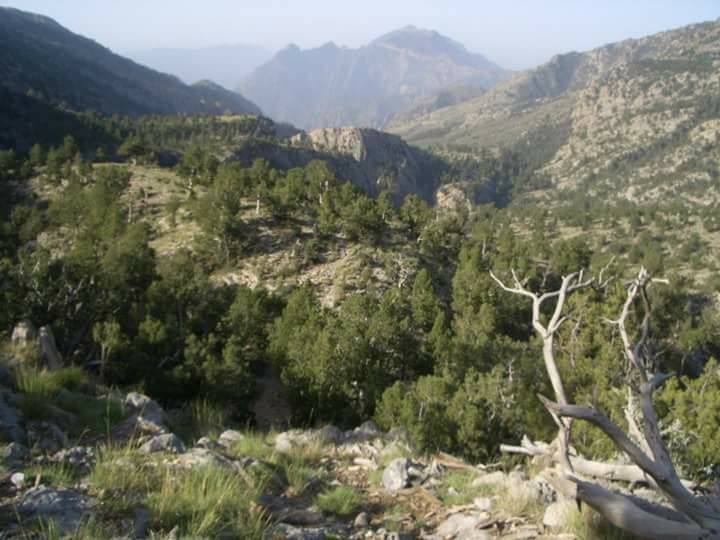 Pinus gerardiana. Chilghoza forest. Takhte Sulaiman Mountain. 3400 m. District Sherani (Zhob).