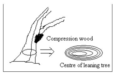 Reaction Wood - Wood Defects