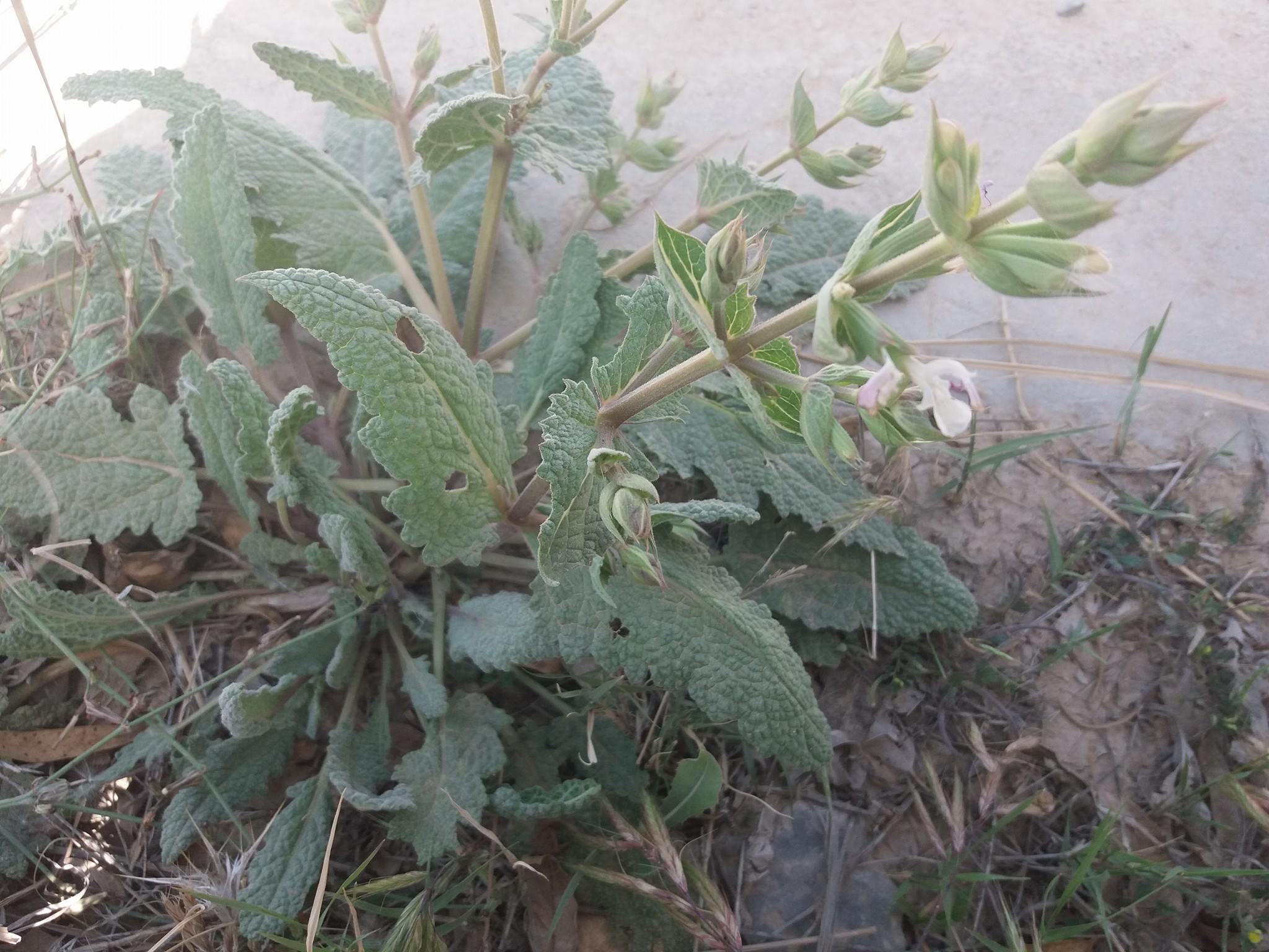 Salvia moorcroftiana