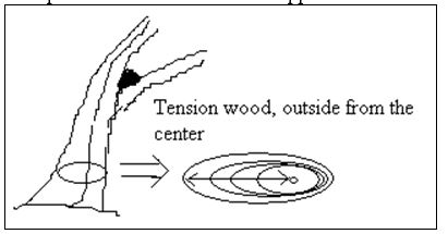 Tension Wood - Wood Defects