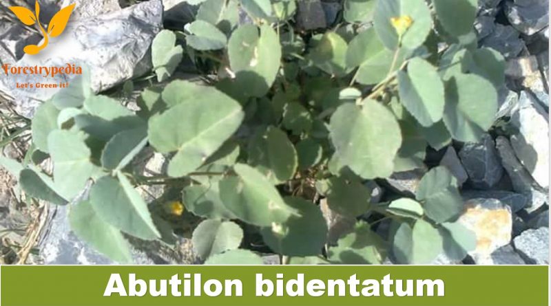 Abutilon bidentatum