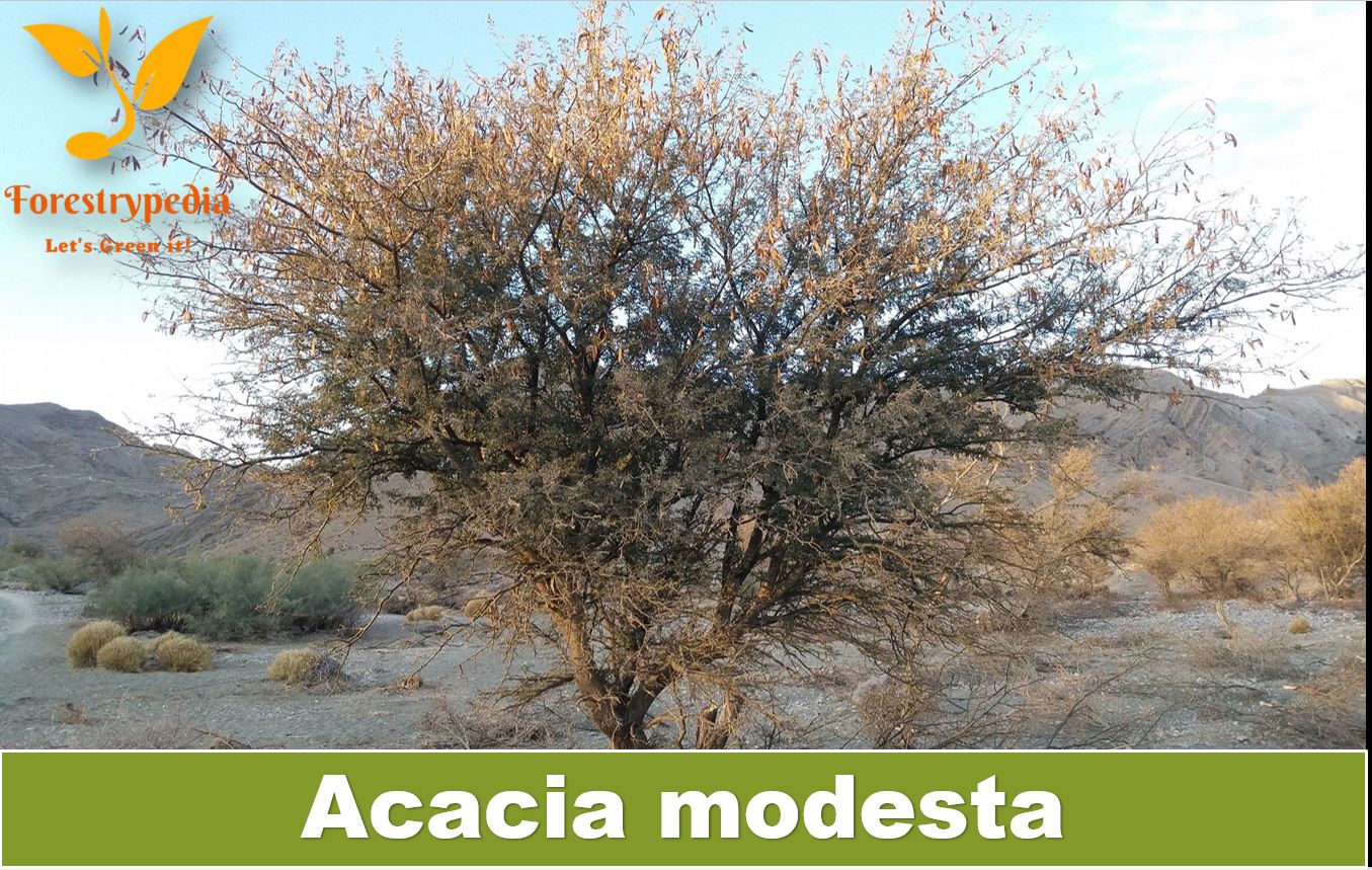 Acacia modesta - Tech Urdu