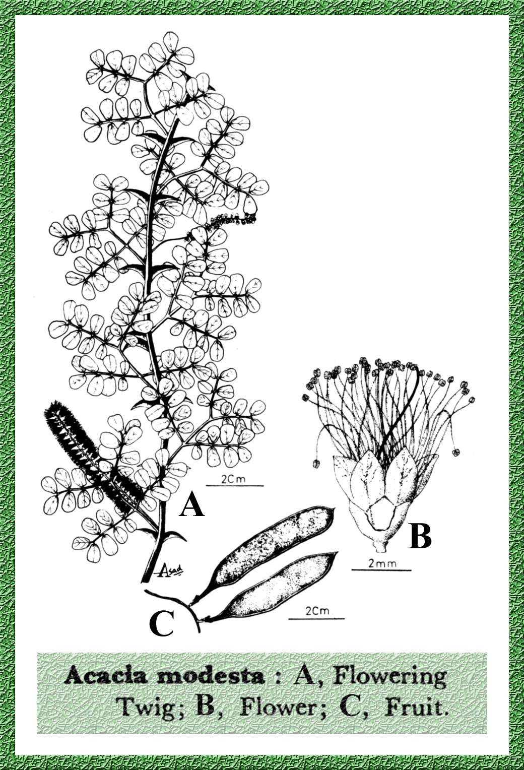 Acacia modesta - Forestrypedia