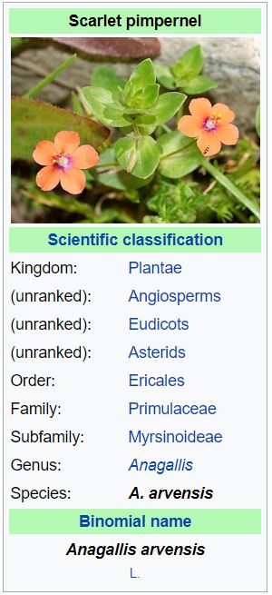 Anagallis arvensis - forestrypedia.com