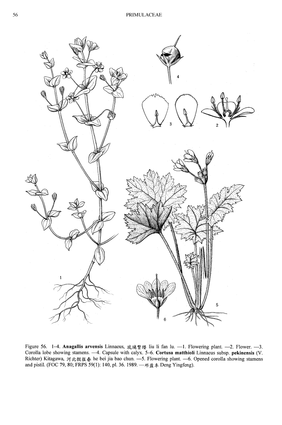 Anagallis arvensis - forestrypedia.com