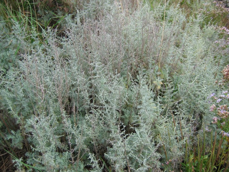 Medicinal Plants of Northern Areas of Pakistan - Artemisia_maritima