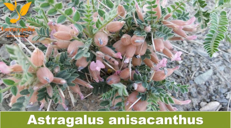 Astragalus anisacanthus