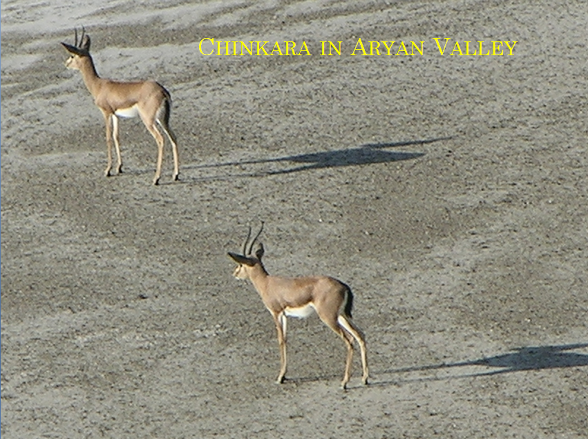 Chinkara in Hingol National Park