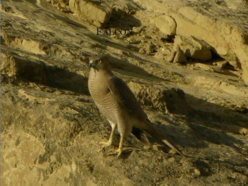 Falcon of Hingol National Park