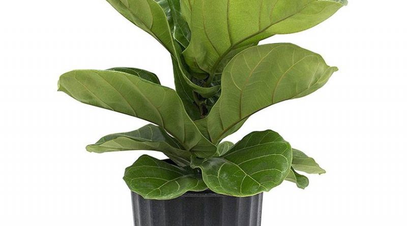 Ficus Lyrata - Air Purifier Plants