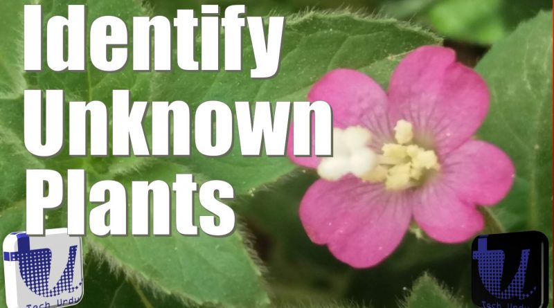 Identify Unknown Plants using Your Mobile