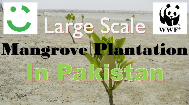 Massive Mangrove Plantation Drive - WWF-Pakistan and Careem Initiate Massive Mangrove Plantation Drive