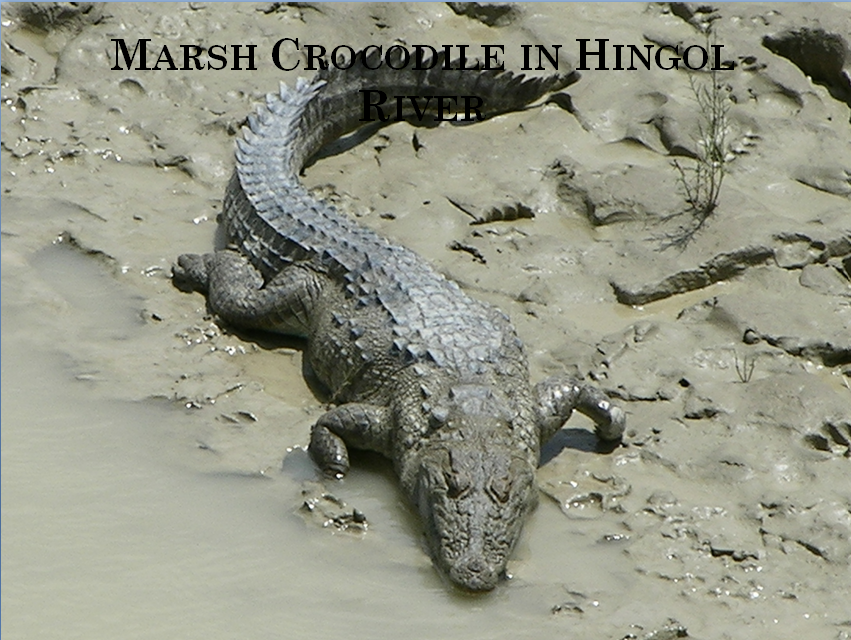 Marsh Crocodile in Hingol National Park