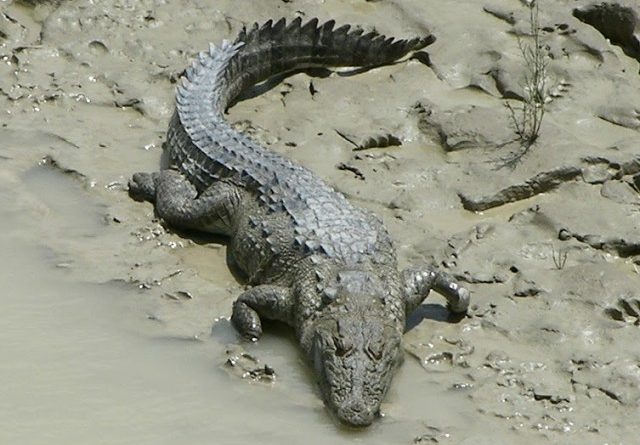 Marsh Crocodile in Hingol National Park 2.png