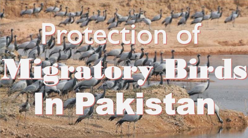 Protection of Migratory Birds