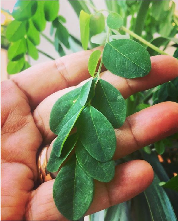 Moringa oleifera Leaves | Moringa Tea: Fat Loss, Blood Pressure Control And Other Incredible Benefits - Forestrypedia