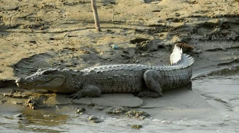 Threats to Marsh Crocodile in Hingol River