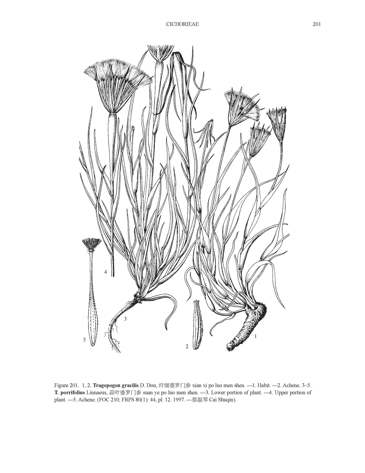 Tragopogon gracilis illustration